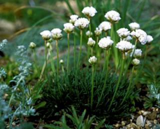 Trávnička "ARMERIA" , více variant (Kontejner 9 x 9 cm)