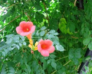 Trubač "CAMPSIS RADICANS" (V kontejneru, výška cca 15 - 20 cm)