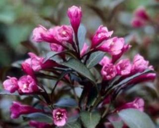 Vajgélie "WEIGELA FLORIDA VICTORIA" (V kontejneru, výška cca 20 - 30 cm)