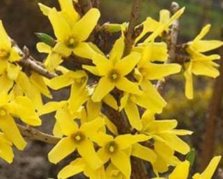 Zlatice prostřední, zlatý déšť "FORSYTHIA INTERMEDIA" (V kontejneru, výška cca 30 - 40 cm)