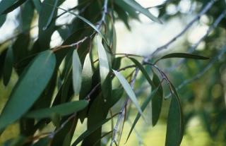 Eukalyptus mletý