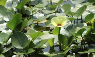 Hladinovka plavínovitá, Hydrocleis nymphoides - sada 5 rostlin, plovoucí vodní rostlina