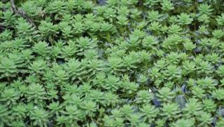 Stolístek vodní, sada 10 ks  -  Myriophyllum aquaticum - Okysličovací rostliny