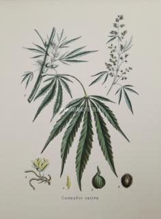 Cannabis I