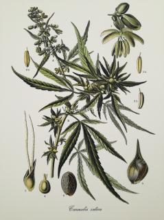 Cannabis II