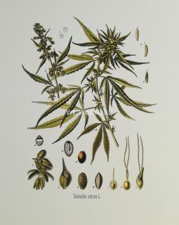 Cannabis III