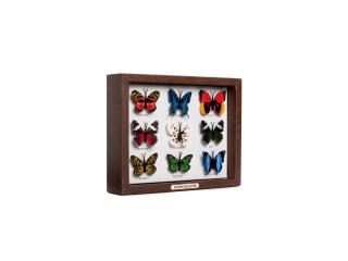 Dekorační špendlíky s motýly - Pushpin Collection