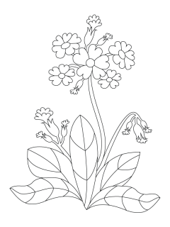 Pískohraní s.r.o. Šablona Petrklíč Velikost: 148 x 210 mm