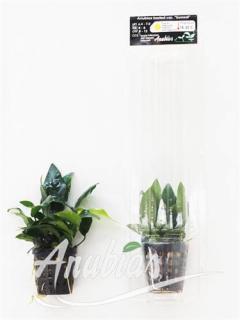 Anubias barteri sp. 'Bonsai' Varianta: Aquaflora InVitro Ecoscape Ø 5,5 cm