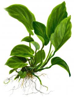 Anubias barteri var. caladiifolia