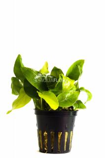 Anubias barteri var. nana  Golden  Varianta: Aquaflora InVitro Ecoscape Ø 5,5 cm