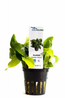 Anubias barteri var. nana  Golden  Varianta: Aquaflora košík Ø 5cm