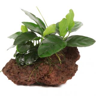 Anubias barteri var. nana na lávovém kameni