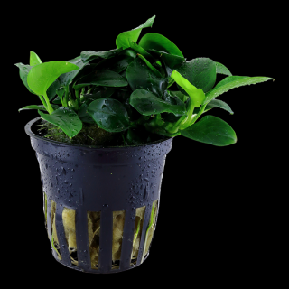 Anubias  Petite  Varianta: Tropica košík Ø 5,5 cm