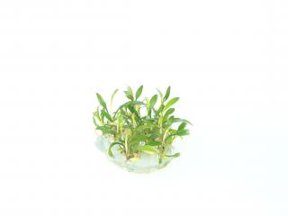 BIO Cryptocoryne lucens