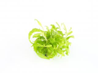 BIO Drosera adelae