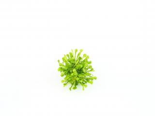 BIO Drosera spatulata