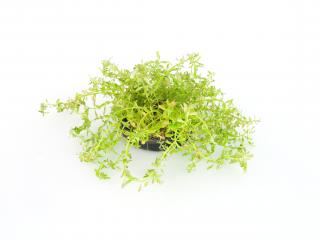 BIO Rotala rotundifolia  Ceylon  /  Pink