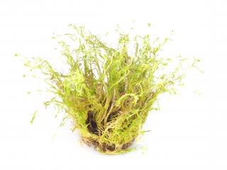 BIO Rotala sp.  Vietnam