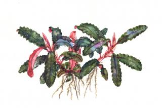 Bucephalandra sp.  Kedagang  Varianta: Aqua-Art InVitro Ø 5,5 cm