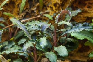 Bucephalandra sp.  Kedagang  Varianta: Aquaflora InVitro Ecoscape Ø 5,5 cm