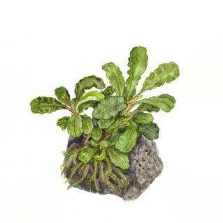 Bucephalandra sp. 'Wavy Green' Varianta: Aquaflora InVitro Ecoscape Ø 5,5 cm