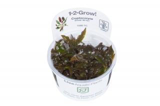 Cryptocoryne wendtii 'Mi Oya' 1-2-Grow!