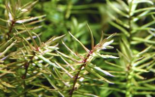 Didiplis diandra Varianta: AV svazek 5-8 submerzních rostlin