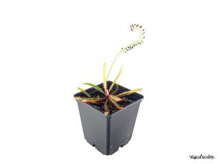 Drosera adelae Varianta: Květináč 7x7 cm