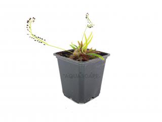 Drosera adelae Varianta: Květináč 9x9 cm (2 rostliny)