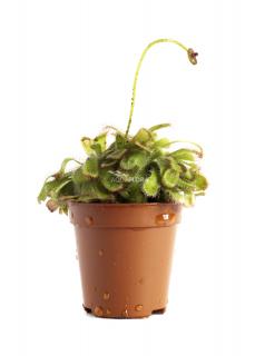 Drosera aliciae Varianta: Aquaflora květináč Ø 5,5 cm