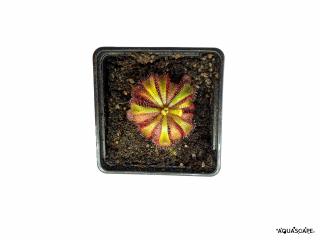 Drosera aliciae Varianta: Květináč 7x7 cm