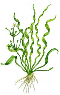 Echinodorus angustifolia  Vesuvius