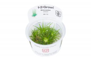 Eriocaulon cinereum Varianta: Tropica 1-2-Grow! Ø 5,5 cm