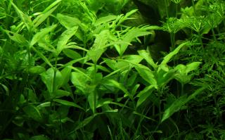 Hygrophila polysperma Varianta: AV svazek 5-8 submerzních rostlin