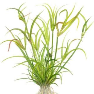 Juncus repens 1-2-Grow!