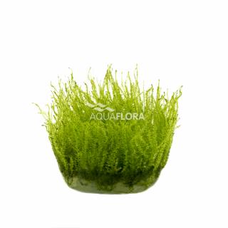 Leptodictyum riparium  Stringy Moss  Varianta: Aquaflora InVitro Ecoscape Ø 5,5 cm