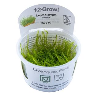 Leptodictyum riparium  Stringy Moss  Varianta: Tropica 1-2-Grow! Ø 5,5 cm