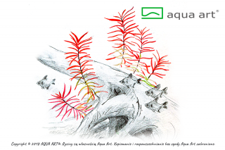 Ludwigia Arcuata Varianta: Aqua-Art InVitro Ø 5,5 cm