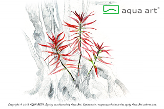 Ludwigia Brevipes Varianta: AV svazek 5-8 submerzních rostlin
