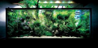 Microsorum  Taiwan  XL