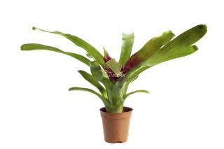 Neoregelia sp.  Fireball