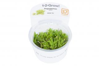 Pogostemon helferi Varianta: Tropica 1-2-Grow! Ø 5,5 cm