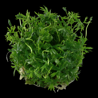 Ranunculus inundatus Varianta: Aquaflora InVitro Ecoscape Ø 5,5 cm