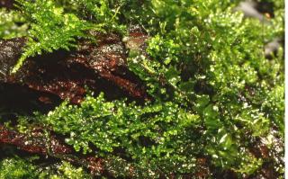 Riccardia chamedrifolia Varianta: AV porce 10 x 5 cm