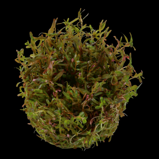 Rotala sp.  Vietnam H'ra  Varianta: Aquaflora InVitro Ecoscape Ø 5,5 cm