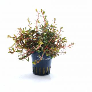 Rotala sp.  Vietnam H'ra  Varianta: Aquaflora košík Ø 5cm