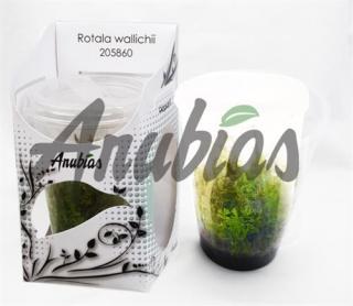 Rotala wallichii Varianta: Anubias LineaTube Ø 5,5 cm - vysoký kelímek