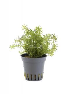 Rotala wallichii Varianta: Aquaflora košík Ø 5cm