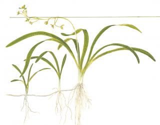 Sagittaria subulata Varianta: Aquaflora košík Ø 5cm